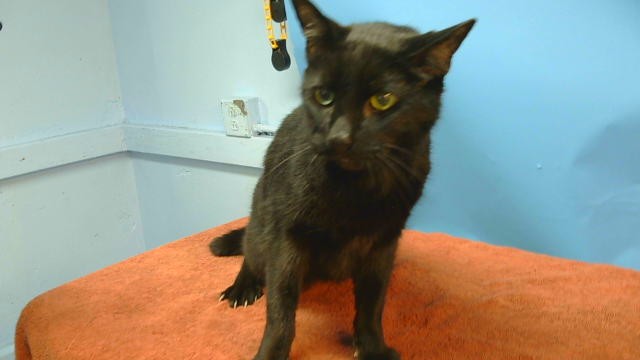 Shelter Stray Male Cat last seen , 216 W Victoria St, Gardena, CA 90248, USA