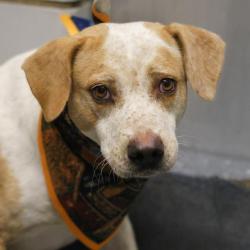 Shelter Stray Male Dog last seen Near BLOCK BUCKBOARD, 4710 TX-151, San Antonio, TX 78227, USA