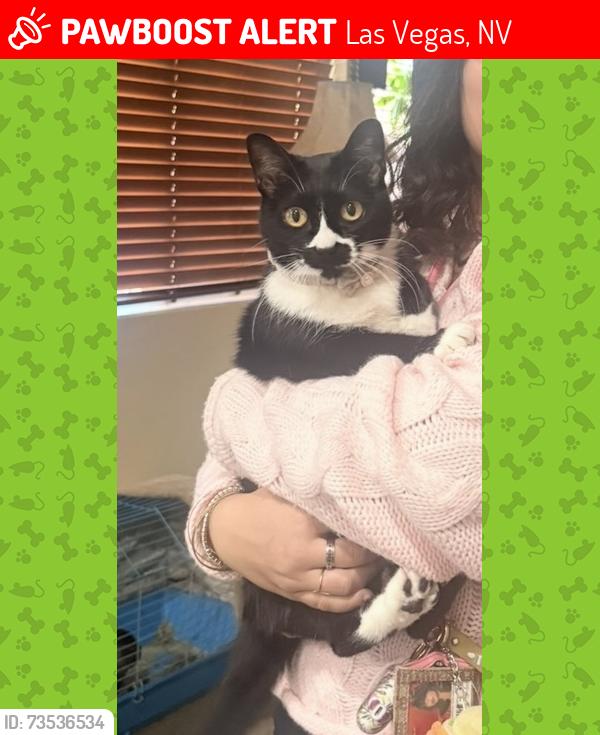 Lost Female Cat last seen Centennial high school, Las Vegas, NV 89166