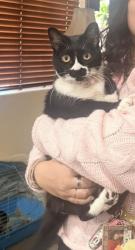 Lost Female Cat last seen Centennial high school, Las Vegas, NV 89166
