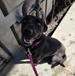 Shelter Stray Female Dog last seen , 1850 W 60th St, Los Angeles, CA 90047, USA