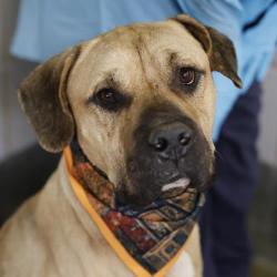 Shelter Stray Male Dog last seen DEMPSEY AND GWENDA LEA, 4710 TX-151, San Antonio, TX 78227, USA