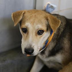 Shelter Stray Female Dog last seen DEMPSEY AND GWENDA LEA, 4710 TX-151, San Antonio, TX 78227, USA