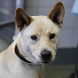 Shelter Stray Female Dog last seen Near BLOCK MCCULLOUGH, 4710 TX-151, San Antonio, TX 78227, USA