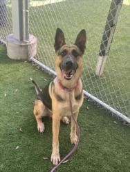 Shelter Stray Male Dog last seen , 1850 W 60th St, Los Angeles, CA 90047, USA