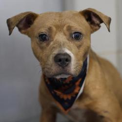 Shelter Stray Female Dog last seen GLEN RIDGE DIAMOND APTS, 4710 TX-151, San Antonio, TX 78227, USA