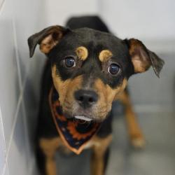 Shelter Stray Female Dog last seen GLEN RIDGE DIAMOND APTS, 4710 TX-151, San Antonio, TX 78227, USA