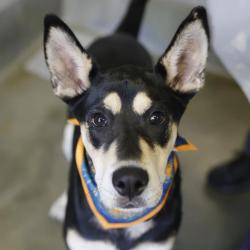 Shelter Stray Male Dog last seen Near BLOCK N ROSILLO, 4710 TX-151, San Antonio, TX 78227, USA