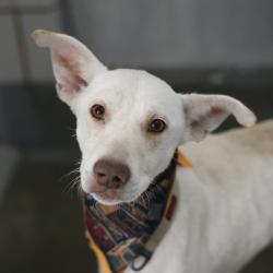 Shelter Stray Male Dog last seen Near BLOCK COMMERCIAL AVE, 4710 TX-151, San Antonio, TX 78227, USA