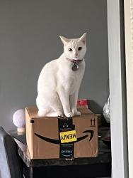 Lost Female Cat last seen Near 135 St and 128 Ave, Edmonton, AB T5L 1Y2