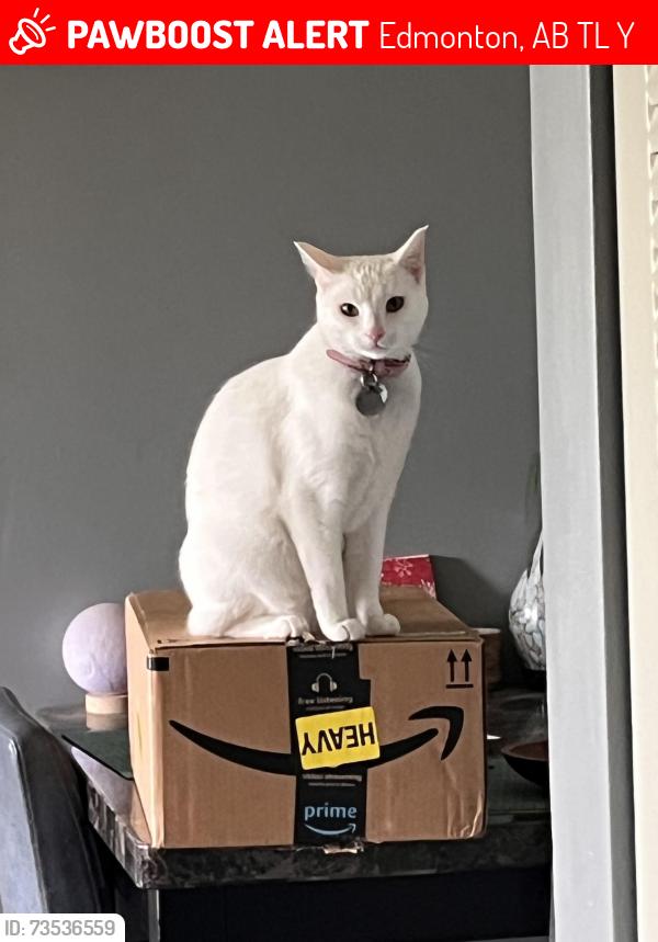 Lost Female Cat last seen Near 135 St and 128 Ave, Edmonton, AB T5L 1Y2