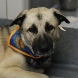 Shelter Stray Male Dog last seen Near BLOCK GIBBS-SPRAWL RD, 4710 TX-151, San Antonio, TX 78227, USA