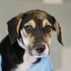 Shelter Stray Male Dog last seen DEMPSEY AND GWENDA LEA, 4710 TX-151, San Antonio, TX 78227, USA