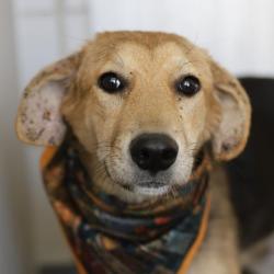 Shelter Stray Male Dog last seen Near BLOCK MONTROSE, 4710 TX-151, San Antonio, TX 78227, USA