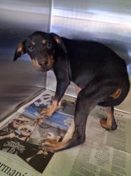 Shelter Stray Female Dog last seen , 1850 W 60th St, Los Angeles, CA 90047, USA