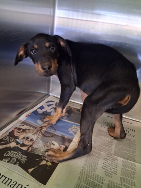 Shelter Stray Female Dog last seen , 1850 W 60th St, Los Angeles, CA 90047, USA