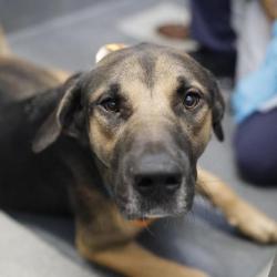 Shelter Stray Male Dog last seen Near BLOCK VISTA VALET, 4710 TX-151, San Antonio, TX 78227, USA
