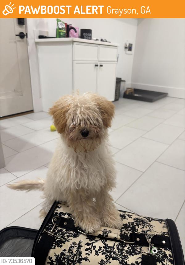 Found/Stray Male Dog last seen Rosebud Rd, Grayson, GA 30017