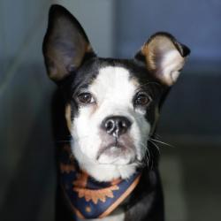 Shelter Stray Male Dog last seen , 4710 TX-151, San Antonio, TX 78227, USA