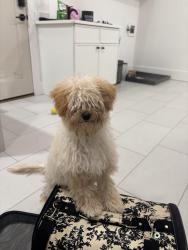 Found/Stray Male Dog last seen Rosebud Rd, Grayson, GA 30017