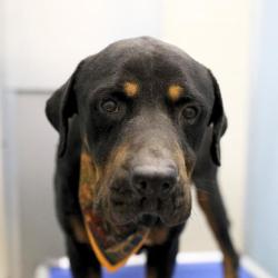Shelter Stray Male Dog last seen Near BLOCK PRECIOUS, 4710 TX-151, San Antonio, TX 78227, USA