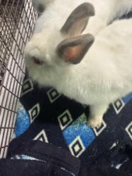 Shelter Stray Male Other last seen , 1850 W 60th St, Los Angeles, CA 90047, USA
