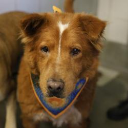 Shelter Stray Male Dog last seen Near BLOCK OF SUNGLO, 4710 TX-151, San Antonio, TX 78227, USA