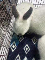 Shelter Stray Unknown Other last seen , 1850 W 60th St, Los Angeles, CA 90047, USA