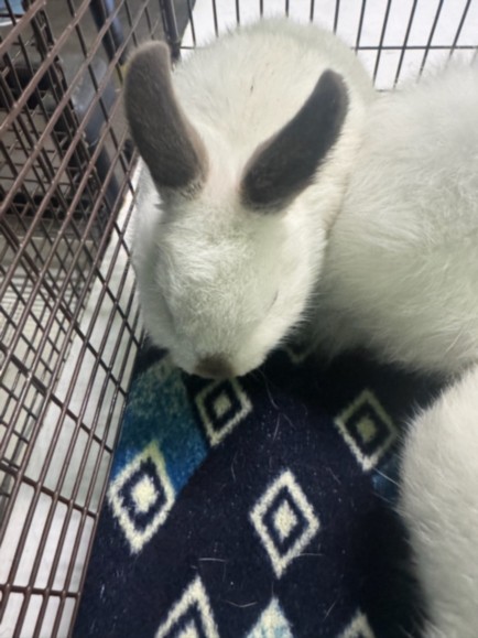 Shelter Stray Unknown Other last seen , 1850 W 60th St, Los Angeles, CA 90047, USA