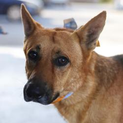Shelter Stray Male Dog last seen Near BLOCK OF SUNGLO, 4710 TX-151, San Antonio, TX 78227, USA