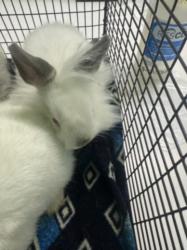 Shelter Stray Unknown Other last seen , 1850 W 60th St, Los Angeles, CA 90047, USA