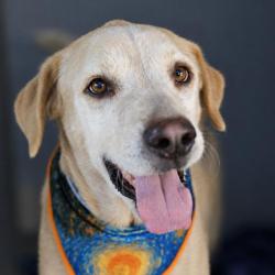 Shelter Stray Male Dog last seen Near BLOCK OF SUNGLO, 4710 TX-151, San Antonio, TX 78227, USA