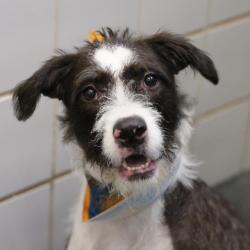 Shelter Stray Female Dog last seen Near BLOCK CINNAMON CREEK, 4710 TX-151, San Antonio, TX 78227, USA