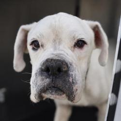 Shelter Stray Male Dog last seen Near BLOCK W TRAVIS ST, 4710 TX-151, San Antonio, TX 78227, USA