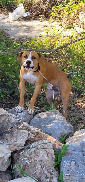 Shelter Stray Male Dog last seen HOT WELLS, 4710 TX-151, San Antonio, TX 78227, USA