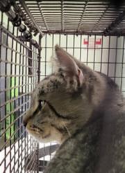 Shelter Stray Male Cat last seen , 1850 W 60th St, Los Angeles, CA 90047, USA