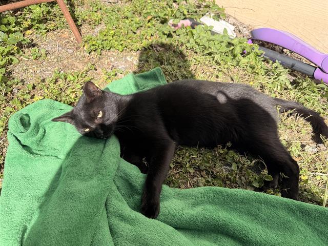 Shelter Stray Male Cat last seen Near BLOCK W COMMERCE ST, 4710 TX-151, San Antonio, TX 78227, USA