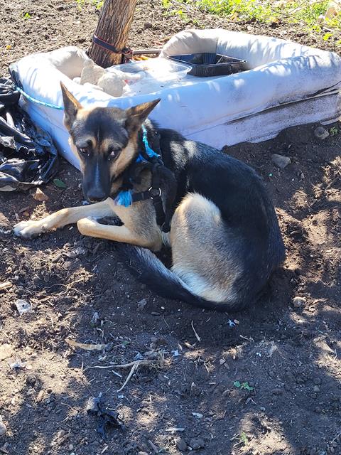 Shelter Stray Male Dog last seen E SOUTHCROSS, 4710 TX-151, San Antonio, TX 78227, USA