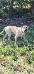 Shelter Stray Male Dog last seen HOT WELLS, 4710 TX-151, San Antonio, TX 78227, USA