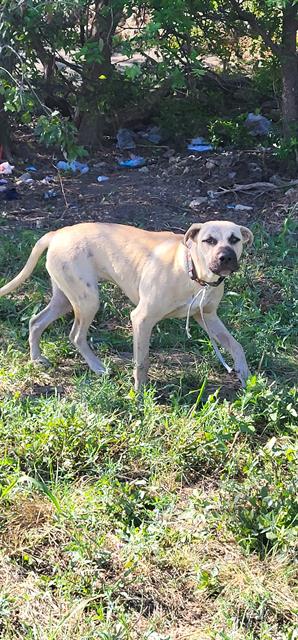 Shelter Stray Male Dog last seen HOT WELLS, 4710 TX-151, San Antonio, TX 78227, USA