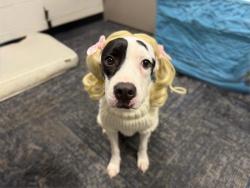 Shelter Stray Female Dog last seen CHARLOTTE, 8315 Byrum Dr, Charlotte, NC 28217, USA