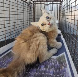Shelter Stray Male Cat last seen Near BLOCK MILLING, 4710 TX-151, San Antonio, TX 78227, USA