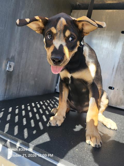 Shelter Stray Male Dog last seen WESTOAK AND WESTKNOLL, 4710 TX-151, San Antonio, TX 78227, USA