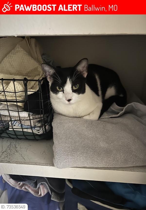 Lost Female Cat last seen Bolton and Greenyard Dr, Ballwin, MO 63011