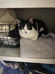 Lost Female Cat last seen Bolton and Greenyard Dr, Ballwin, MO 63011