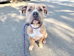 Shelter Stray Female Dog last seen CHARLOTTE, 8315 Byrum Dr, Charlotte, NC 28217, USA
