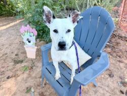 Shelter Stray Female Dog last seen CHARLOTTE, 8315 Byrum Dr, Charlotte, NC 28217, USA