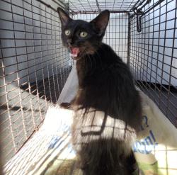 Shelter Stray Female Cat last seen Near BLOCK INDUSTRY PARK, 4710 TX-151, San Antonio, TX 78227, USA