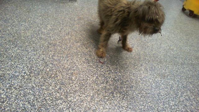 Shelter Stray Male Dog last seen CHARLOTTE, 8315 Byrum Dr, Charlotte, NC 28217, USA