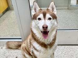 Shelter Stray Female Dog last seen , 3201 Lacy St, Los Angeles, CA 90031, USA